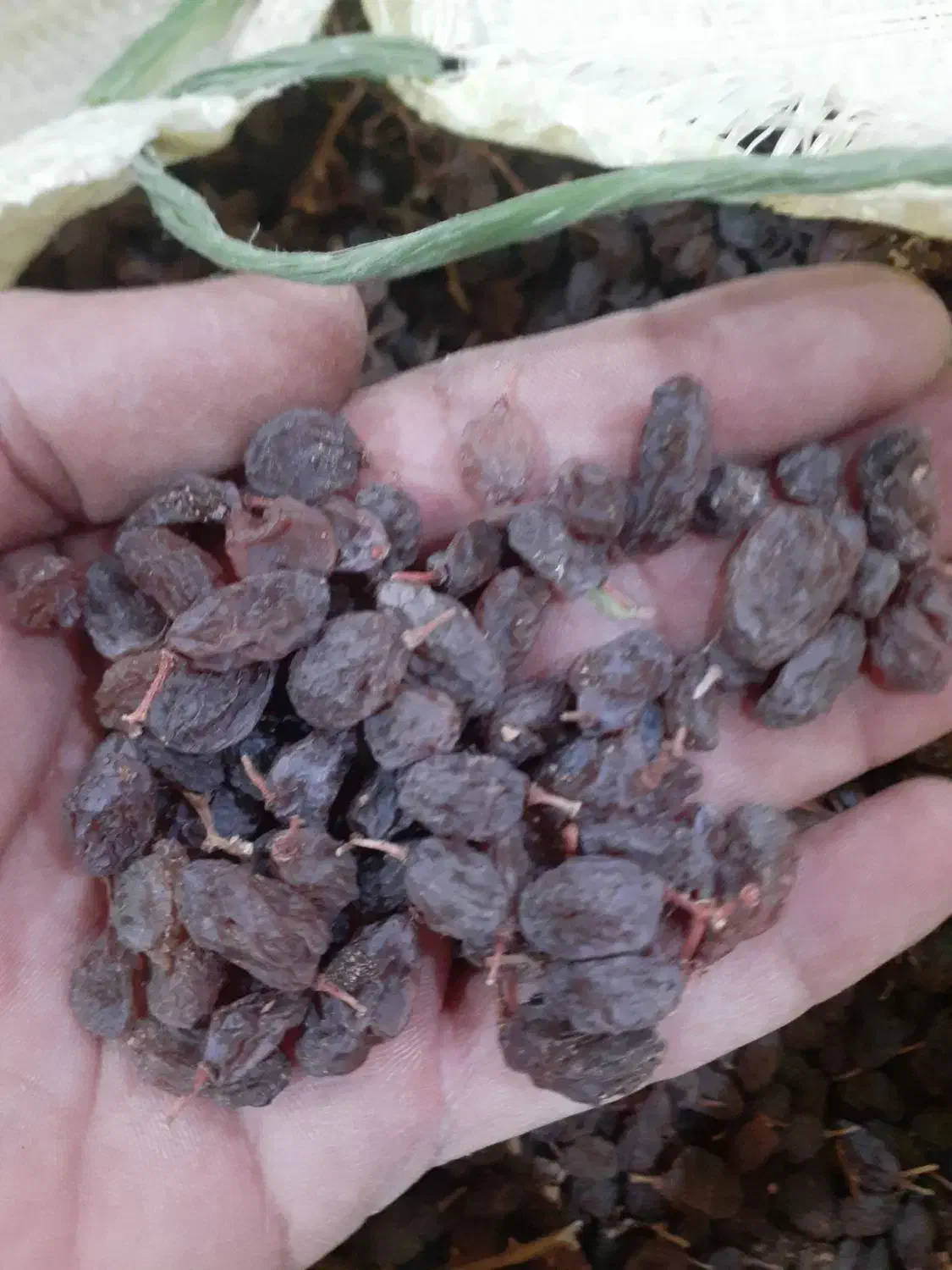 کشمش افتابی|خوردنی و آشامیدنی|شال, |دیوار