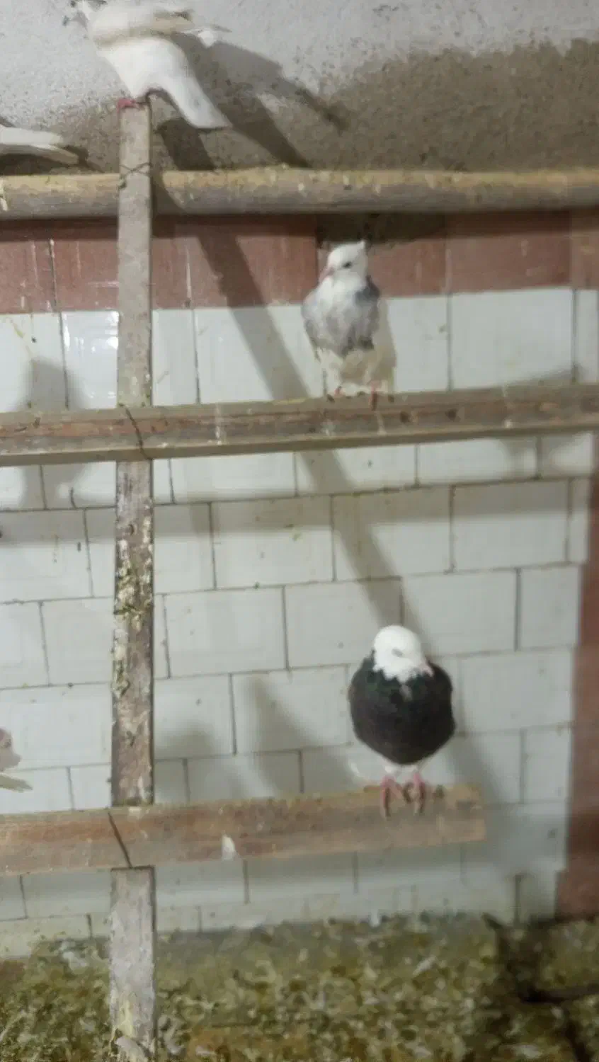 کفتر|پرنده|کبودرآهنگ, |دیوار