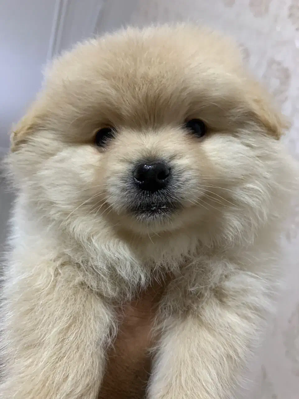 سگ پامرانین خرسی|سگ|مرودشت, مسجد رسول‎|دیوار