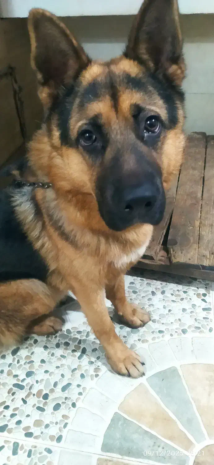 سگ ژرمن|سگ|رودسر, |دیوار