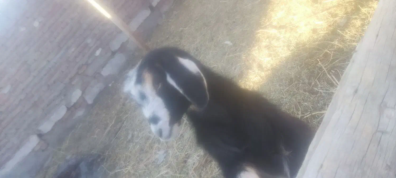 بز، نر و ماده|حیوانات مزرعه|بناب, |دیوار