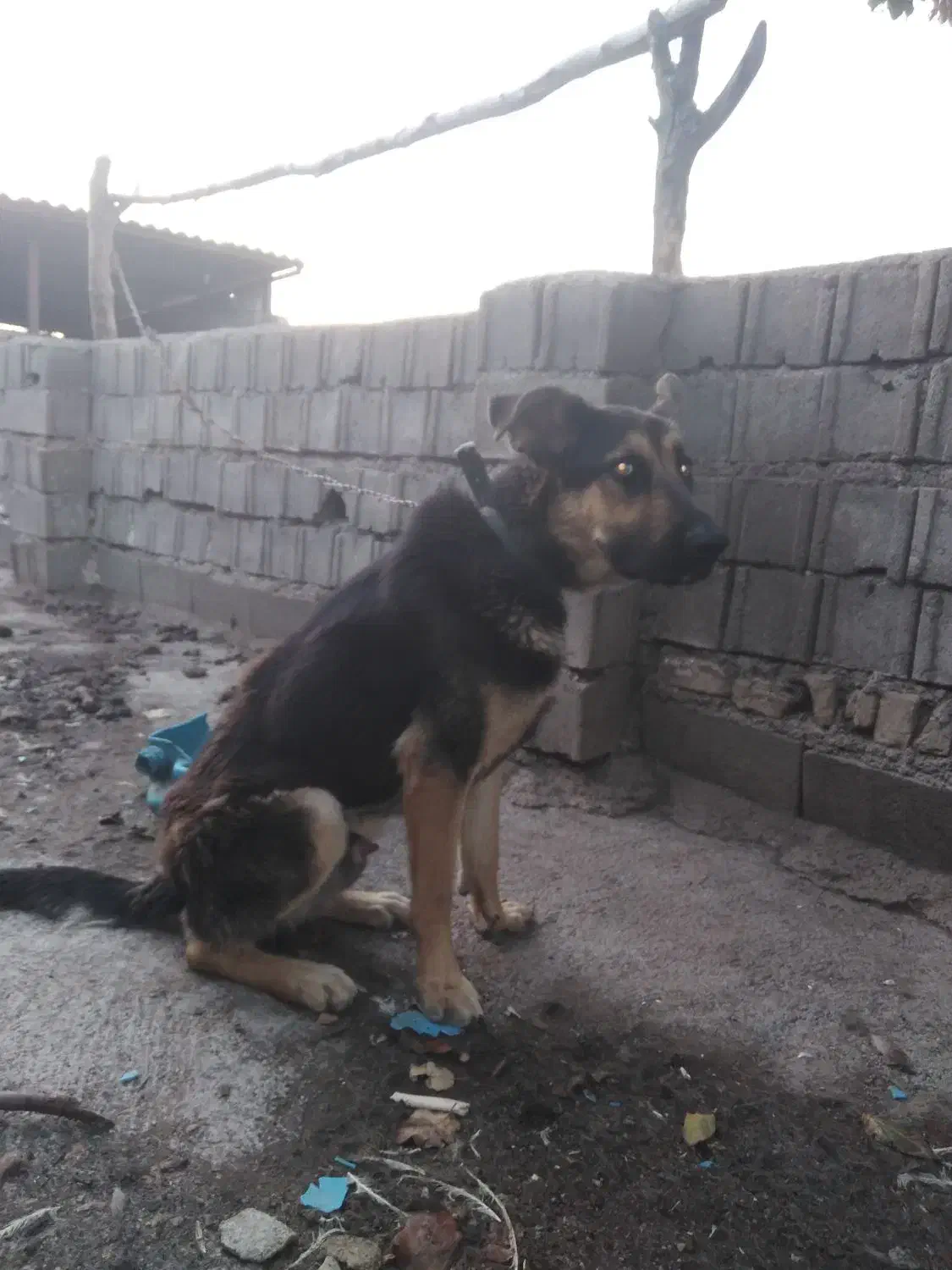 سگ گرگی|سگ|گرگان, |دیوار