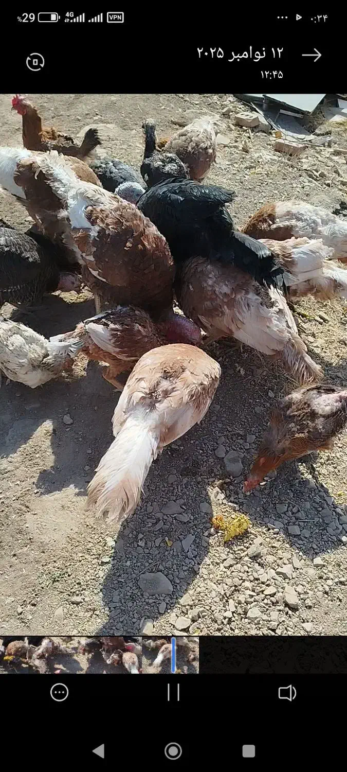 فروش بوقلمون|حیوانات مزرعه|سقز, |دیوار