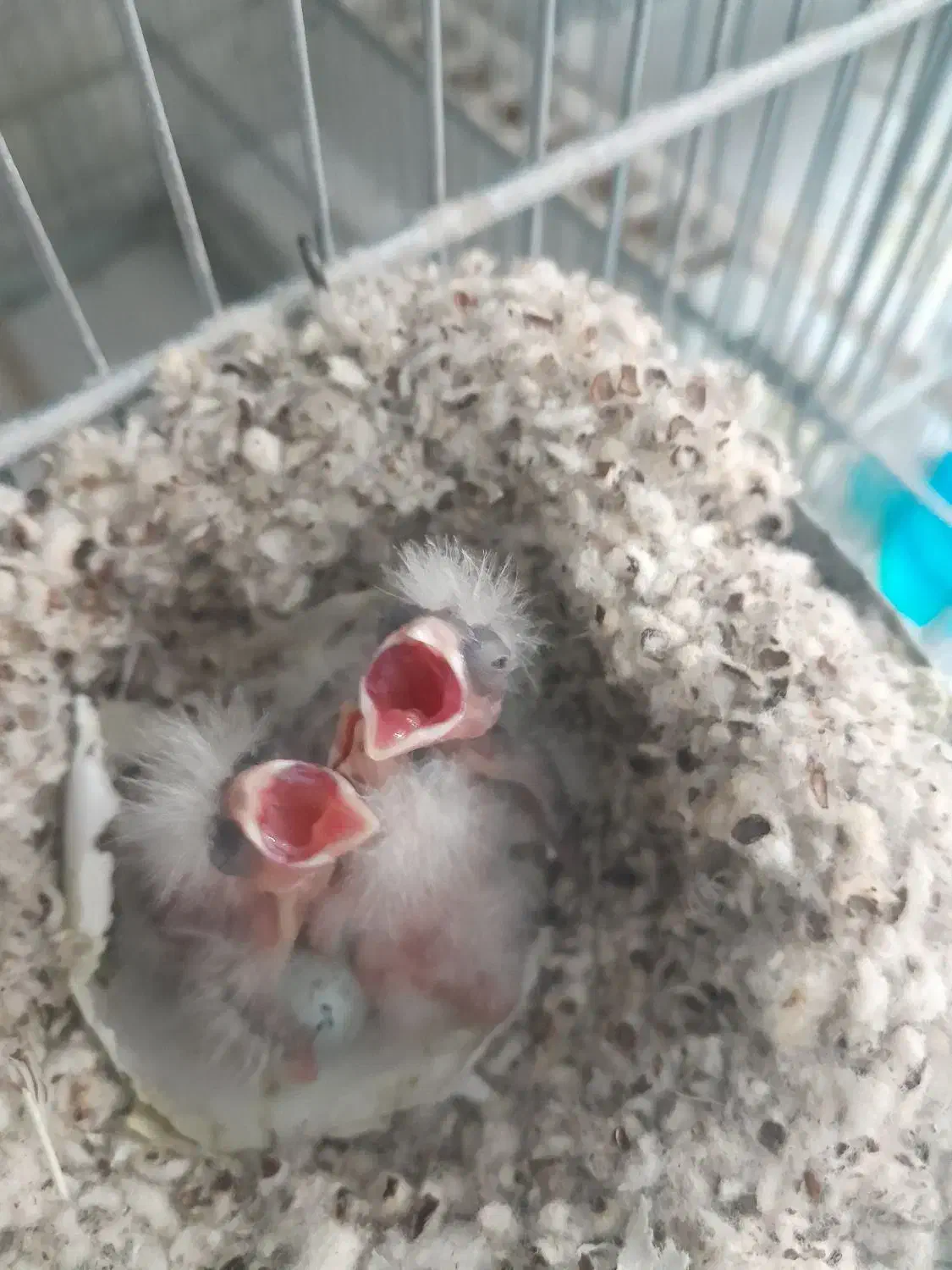 جوجه قناری|پرنده|قم, شاه ابراهیم|دیوار