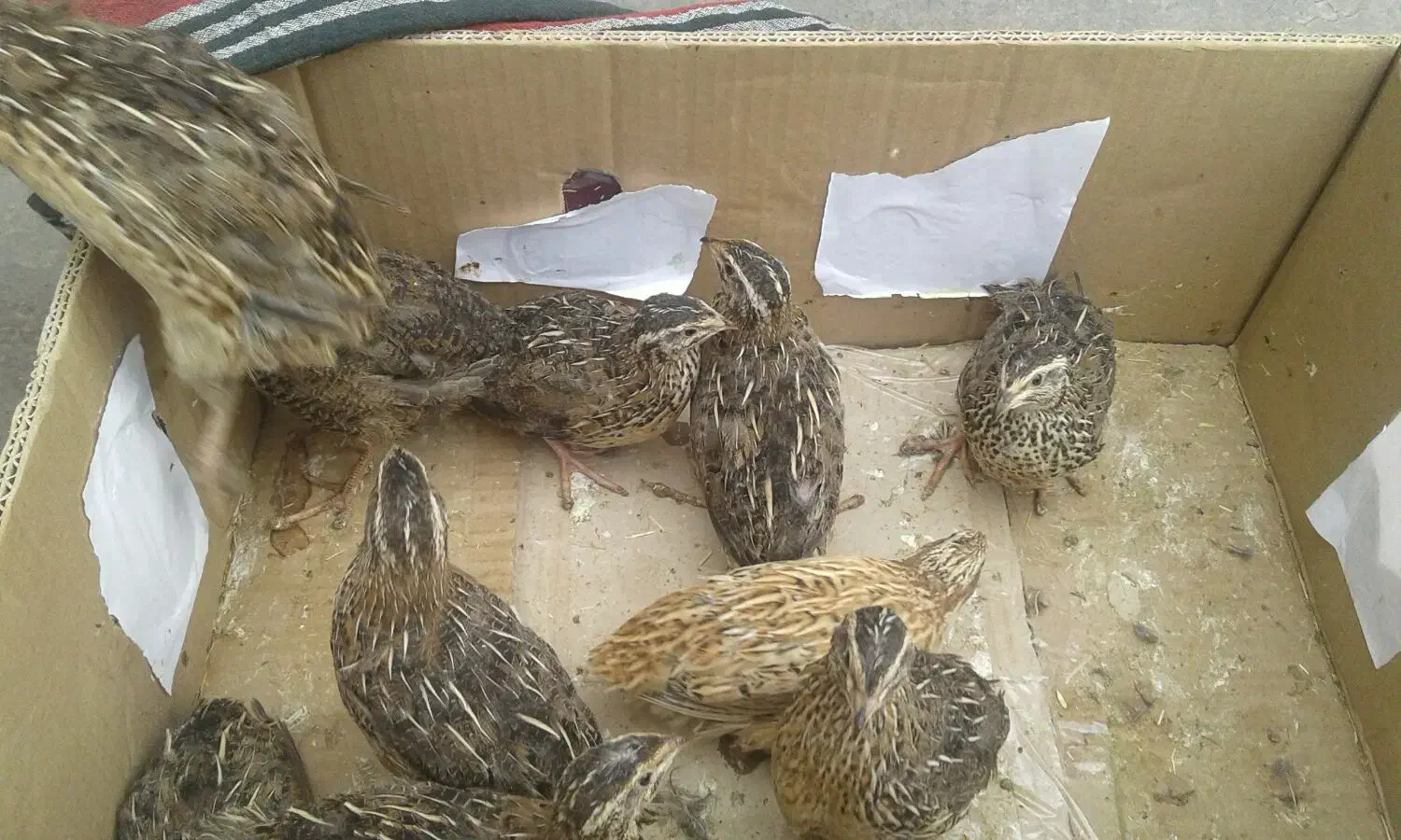 گوشت بلدرچین نر کشتار رایگان و ماده بلدرچین|پرنده|مشهد, نوید|دیوار