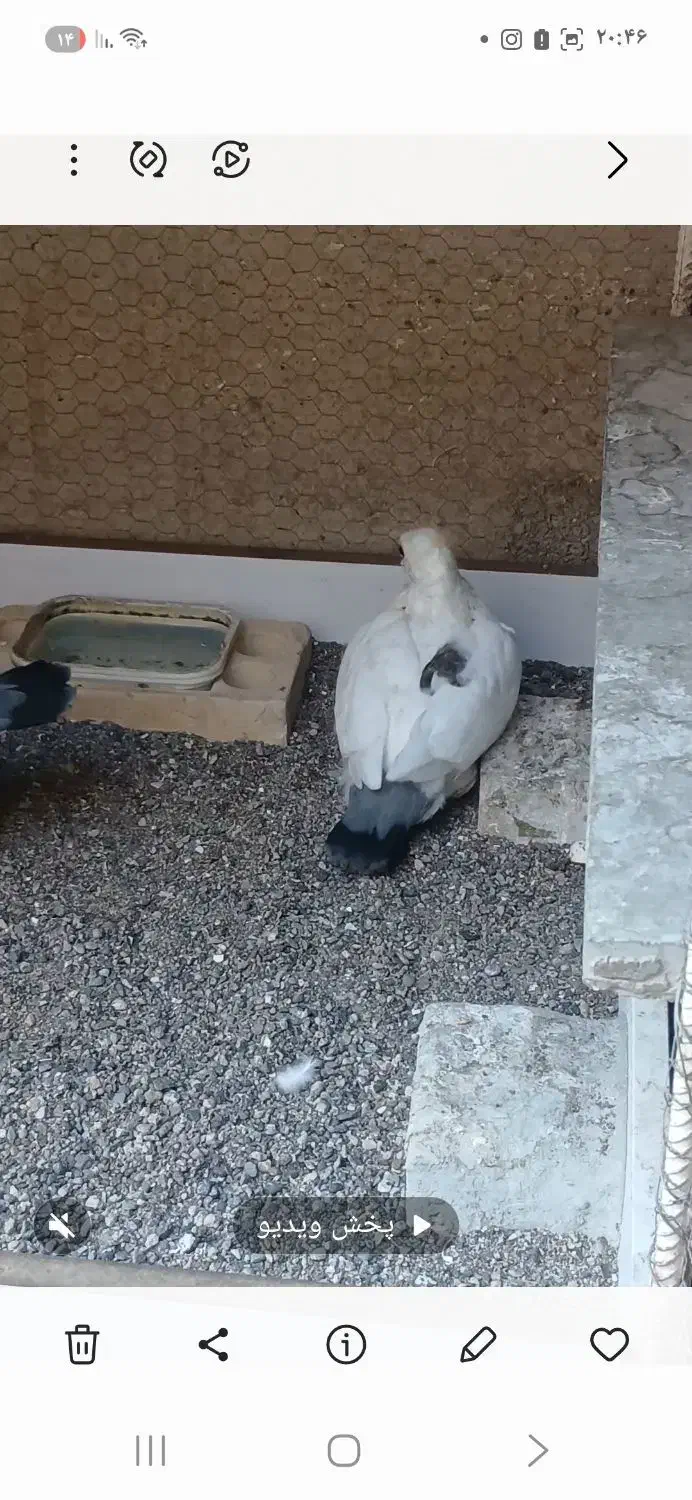 تخم کبوتر نقش ( بلژیکی)|پرنده|سیرجان, |دیوار