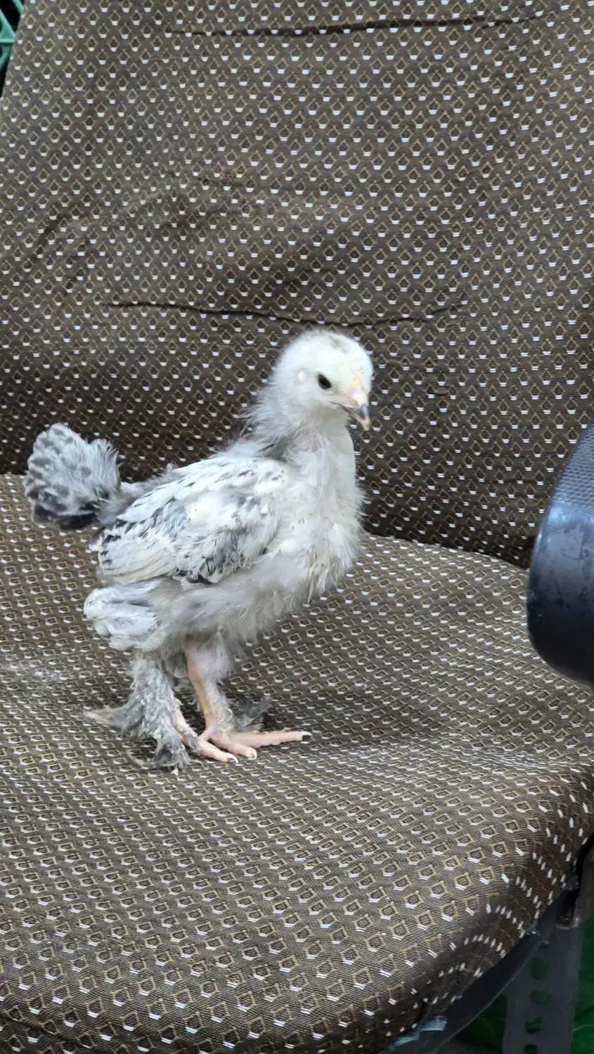 جوجه برهما لایت و پاتریچ اصیل|حیوانات مزرعه|یزد, |دیوار