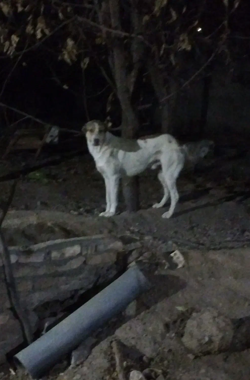 توله خراسانی|سگ|سبزوار, توحیدشهر|دیوار