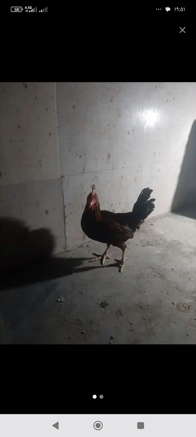 خروس خزک معاوضه با مرغ|حیوانات مزرعه|زابل, |دیوار