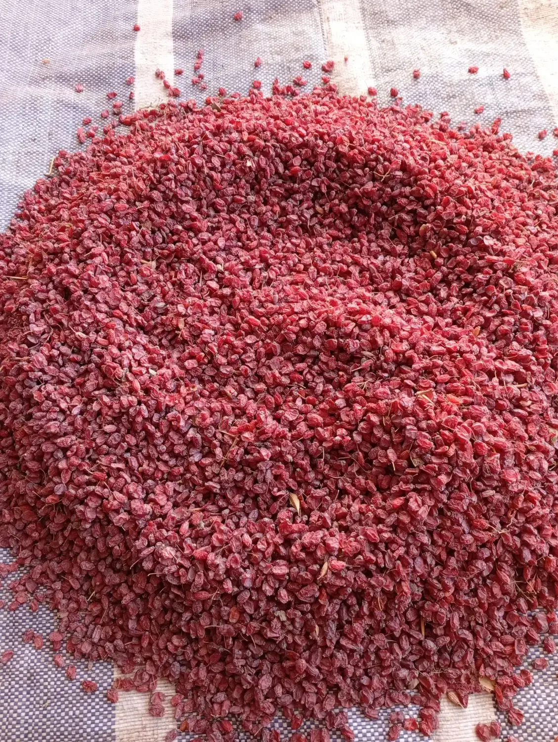 زرشک پوفکی|خوردنی و آشامیدنی|سده (خراسان جنوبی), |دیوار