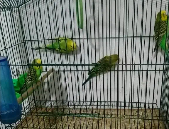 طوطی برزیلی.مرغ عشق.فنچ|پرنده|بوشهر, |دیوار