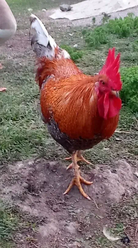 فروش خروس محلی گل باقالی|حیوانات مزرعه|دالخانی, |دیوار