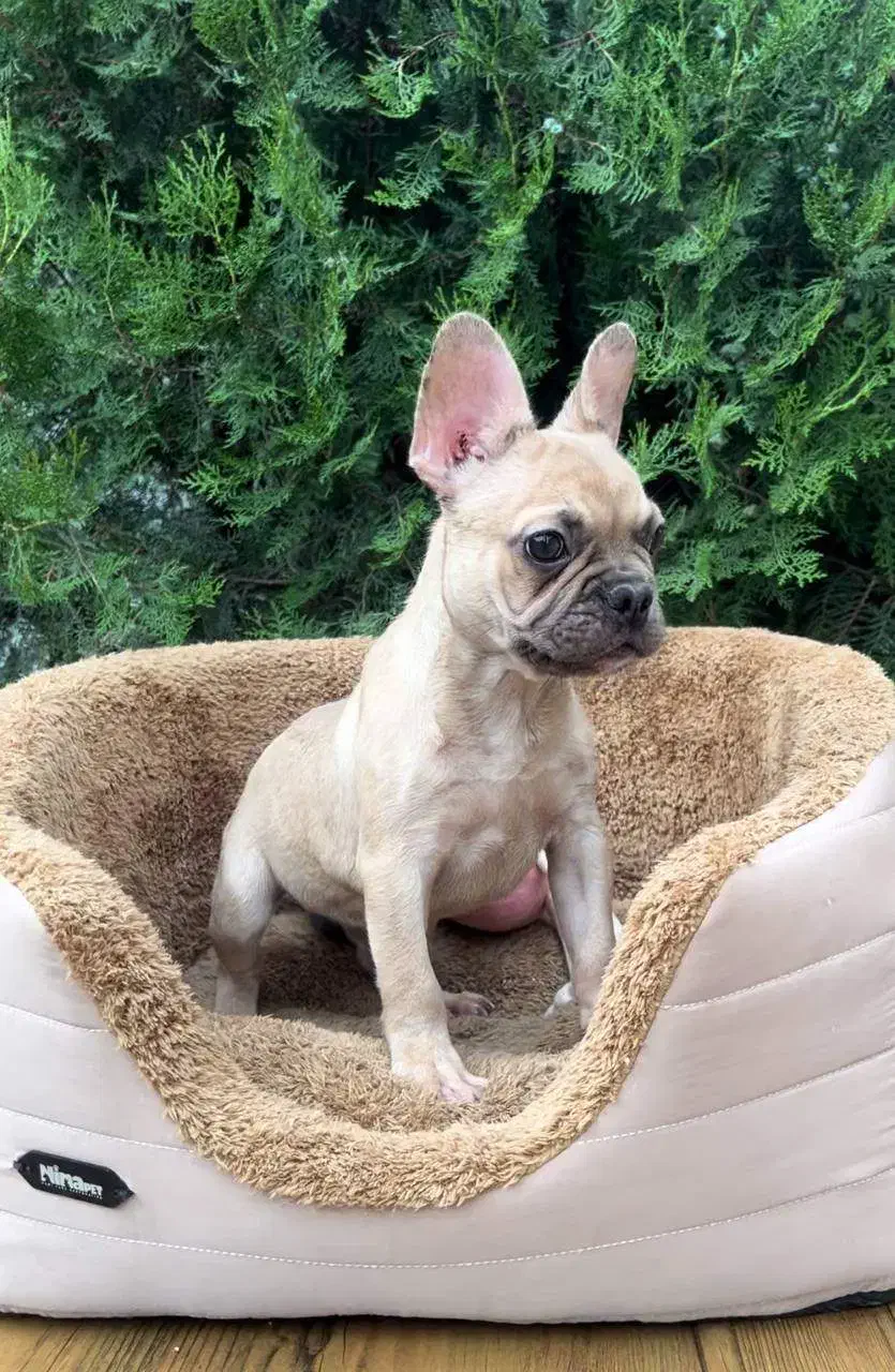 فرنچ بولداگ|سگ|شهرکرد, |دیوار