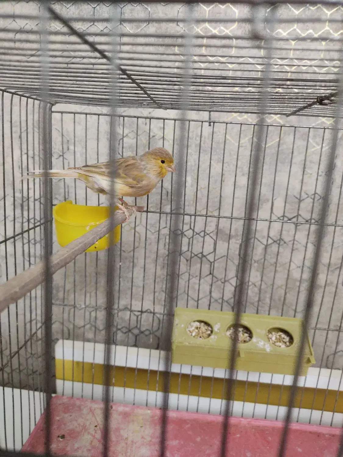 قناری ماده|پرنده|تبریز, |دیوار