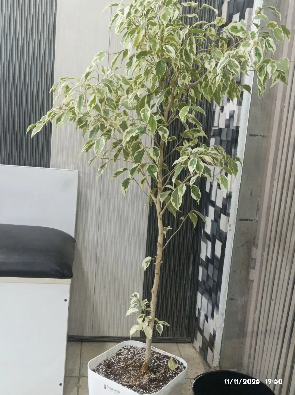 گل بنجامین|گل و گیاه طبیعی|بم, |دیوار