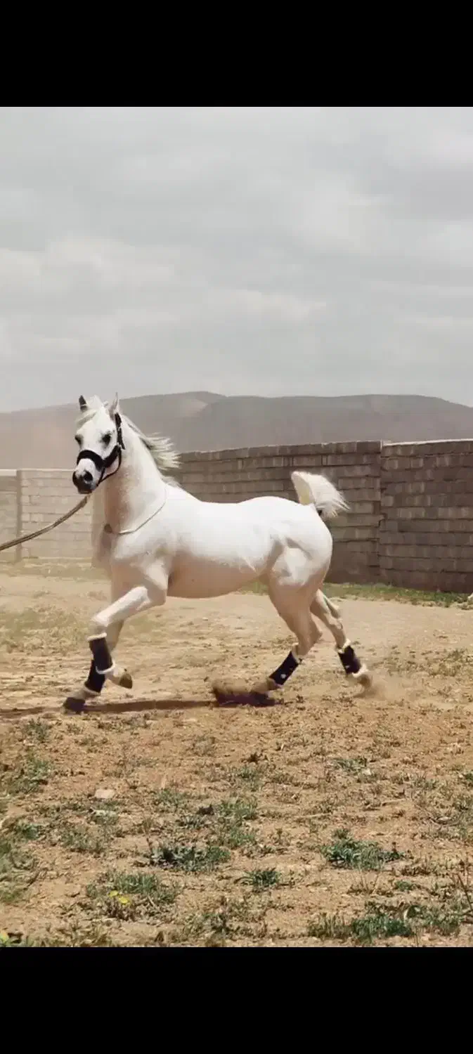 اسب عرب مصری|اسب و تجهیزات اسبسواری|اراک, |دیوار