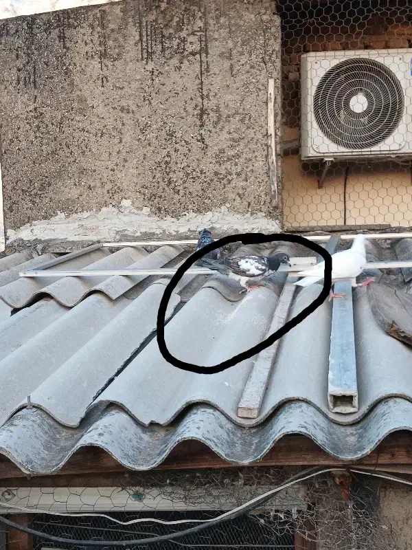 کبوتر گم شده|پرنده|گرگان, |دیوار