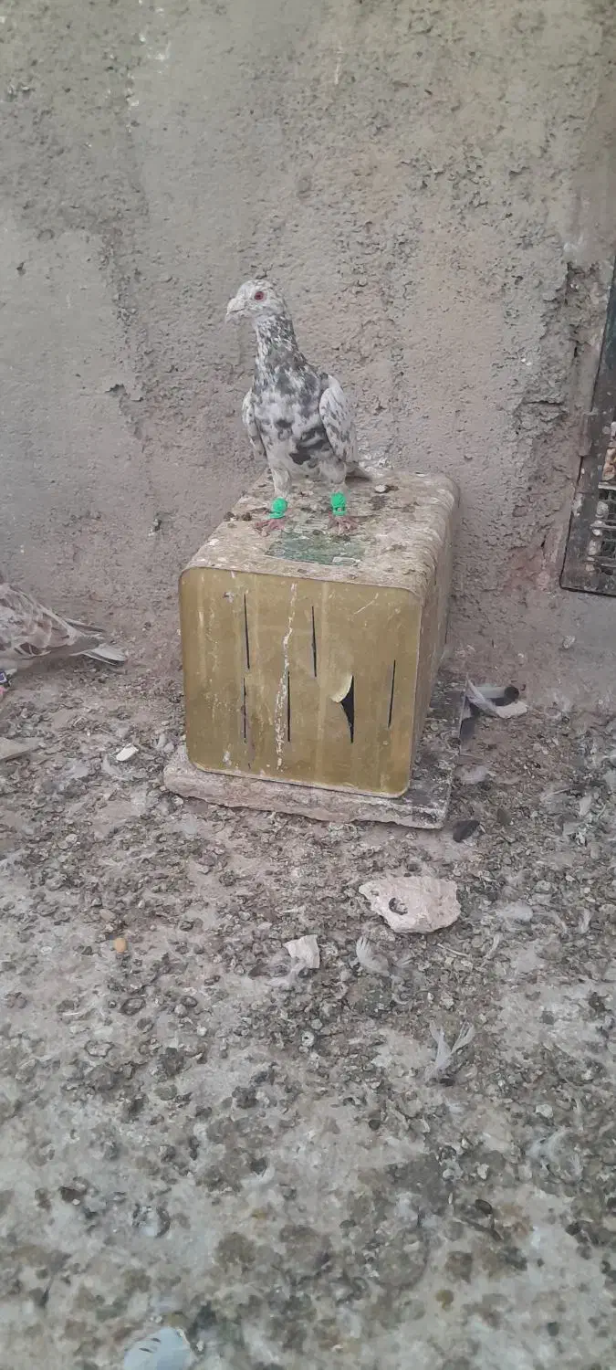 کبوتر پرشی.کود بار|پرنده|سبزوار, شرق کال میانی|دیوار