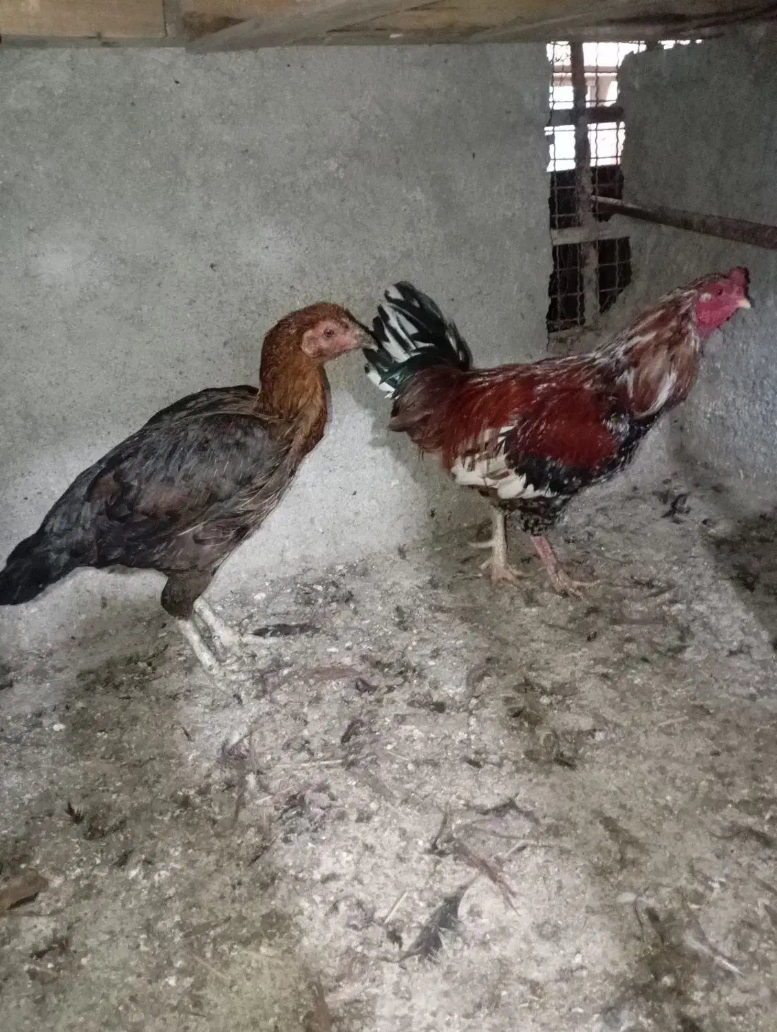 مرغ وخروس|حیوانات مزرعه|گنبد کاووس, |دیوار