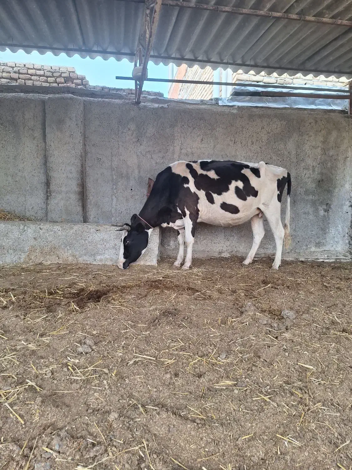 گاو ۷ ماه آبستن هلشتاین|حیوانات مزرعه|سیمین شهر, |دیوار