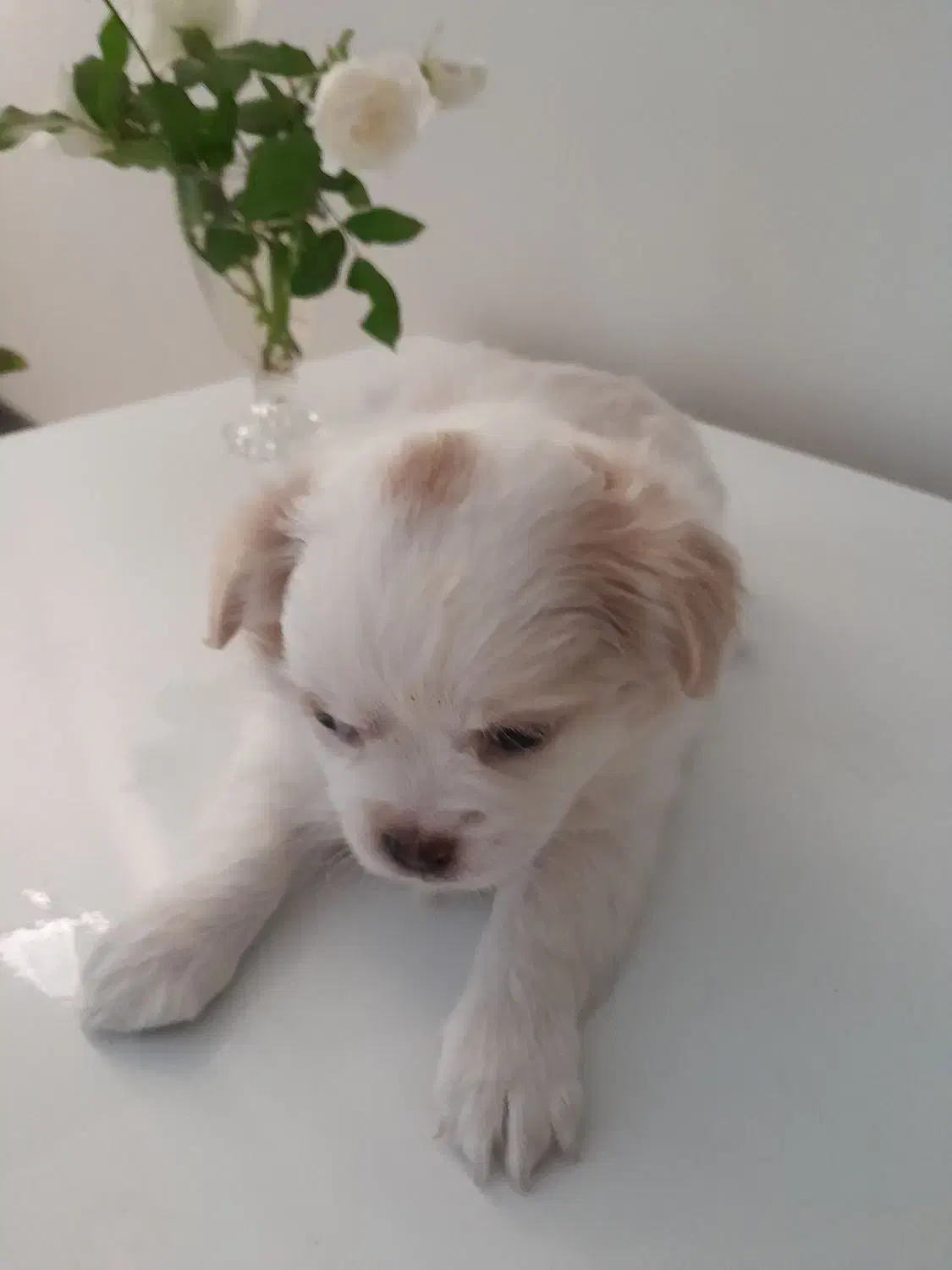 توله دو ماهه پیکینیز و اشپیتز|سگ|کرج, اسدآباد|دیوار