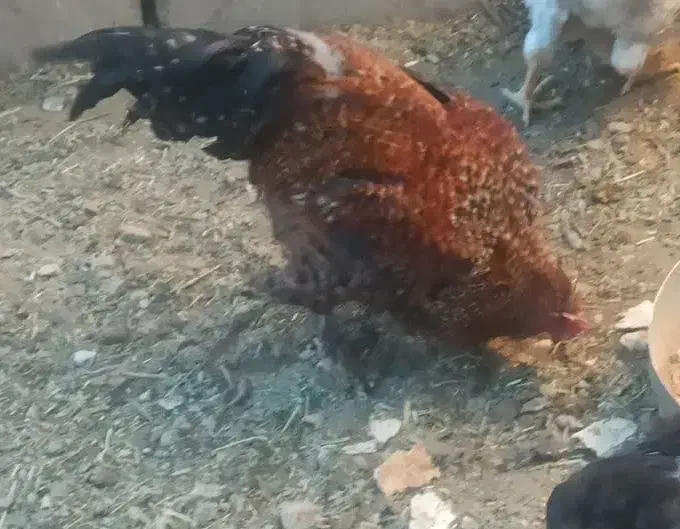 مرغ و خروس فروشی|پرنده|دهق, |دیوار