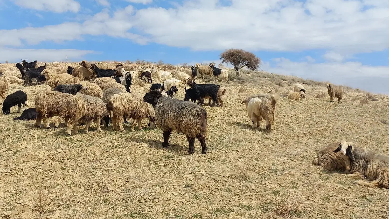 فروش تعدادی میش بختیاری و بز ترکی|حیوانات مزرعه|شیراز, گویم|دیوار