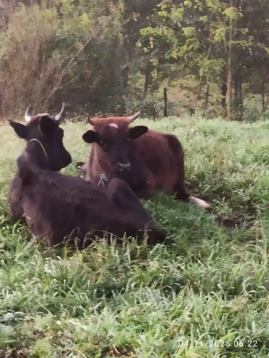 فروش لیشه|حیوانات مزرعه|لاهیجان, آهندان|دیوار