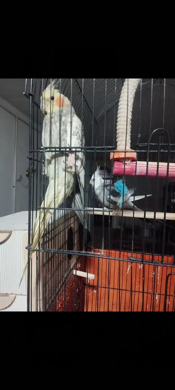 عروس هلندی مولد|پرنده|تهران, باغ فیض|دیوار