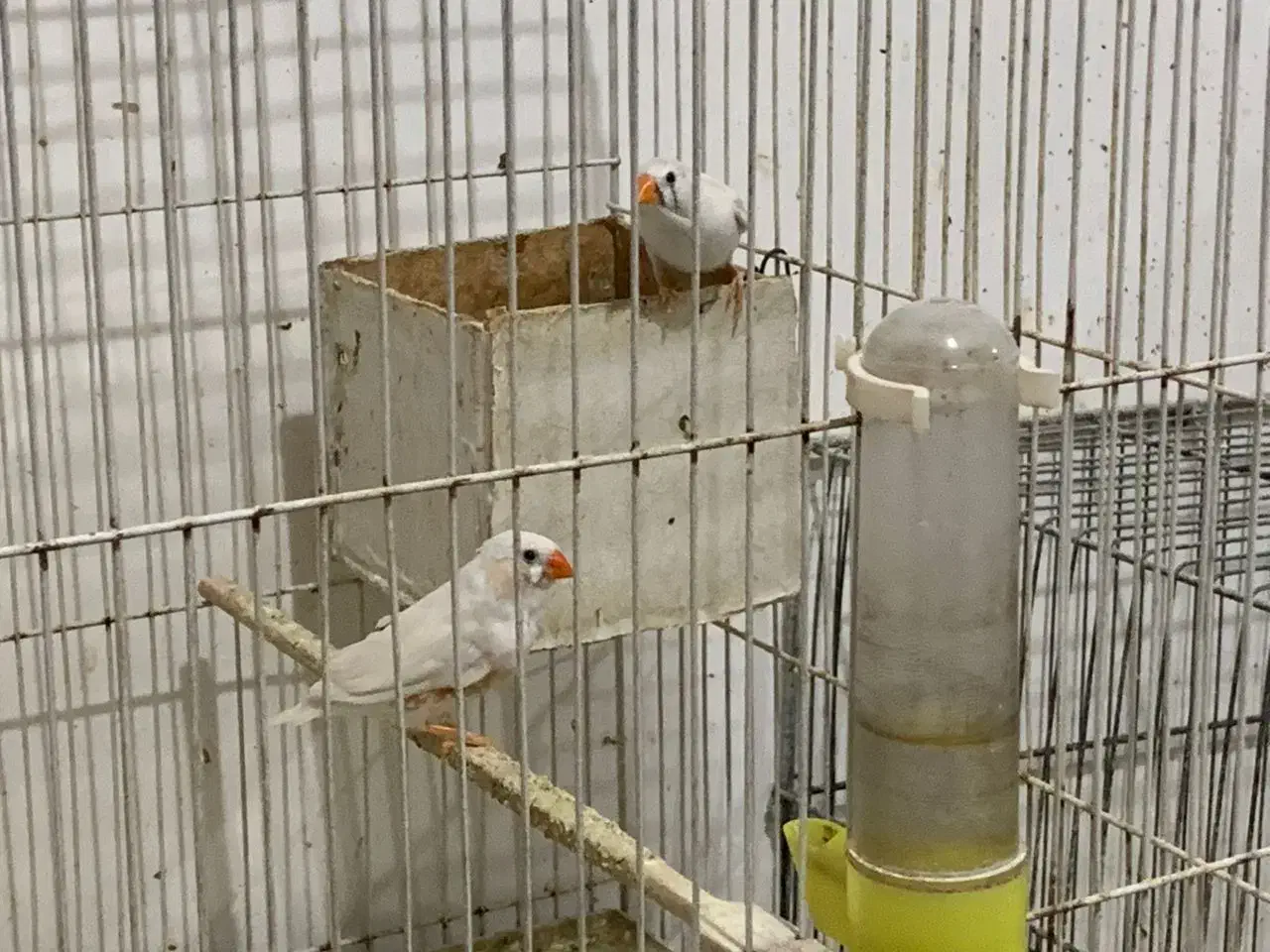 فنج زبرا|پرنده|اهواز, معین زاده|دیوار