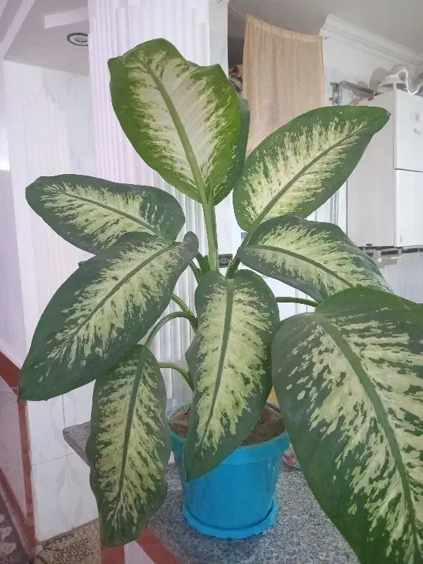 گل اپارتمانی|گل و گیاه طبیعی|بالا ولایت, |دیوار