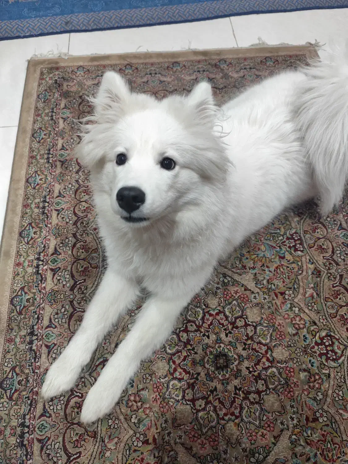 سگ سامویید|سگ|تهران, شکوفه (عبدل آباد)|دیوار