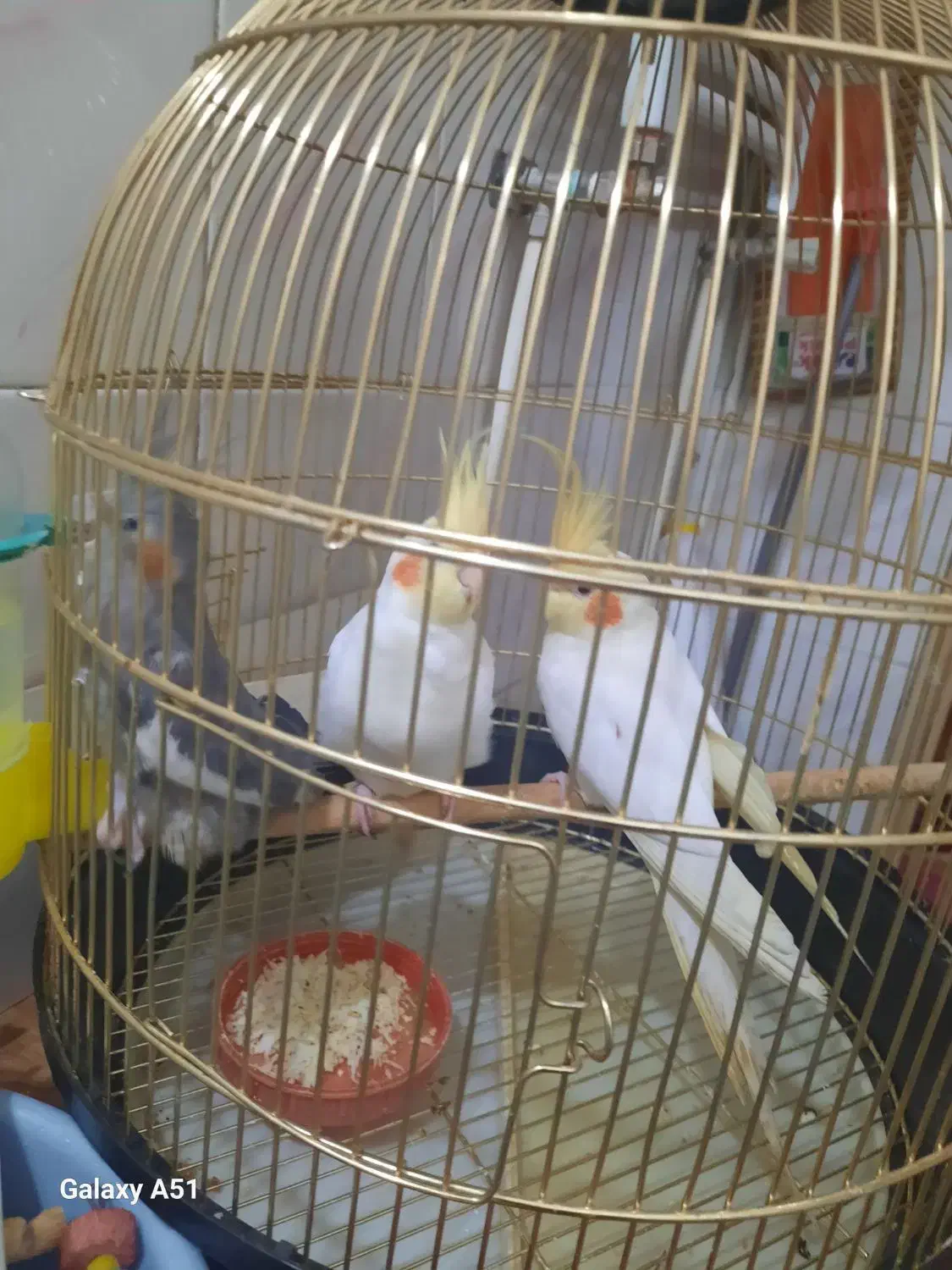 سه عدد عروس هلندی|پرنده|خسروشاه, |دیوار