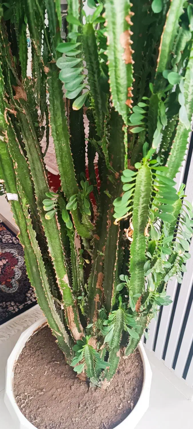 کاکتوس افوربیا سه متری|گل و گیاه طبیعی|خسروشاه, |دیوار