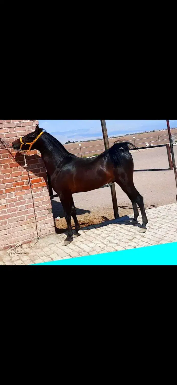 اسب نریون دره شوری|اسب و تجهیزات اسبسواری|رفسنجان, |دیوار