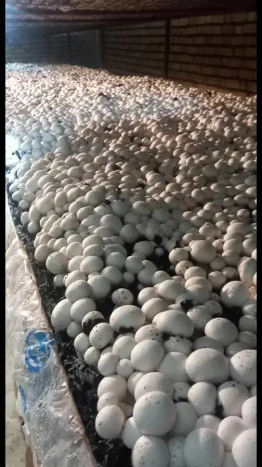 کمپوست قارچ دکمه ای|خدمات باغبانی و درختکاری|شیراز, اصلاح‌نژاد|دیوار