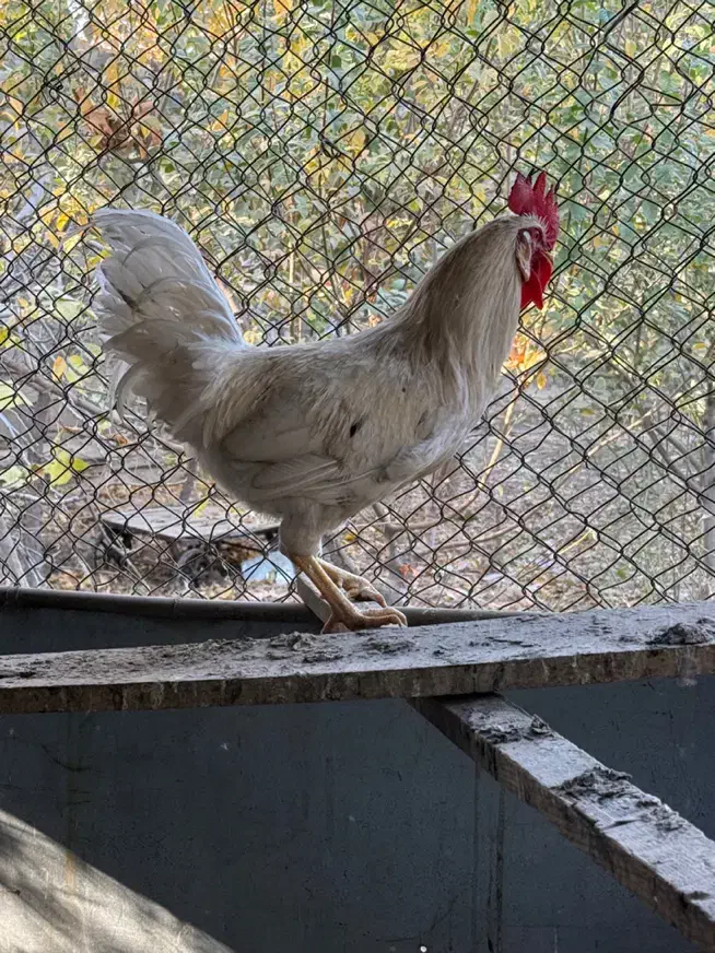 خروس محلی و خروس برهما|حیوانات مزرعه|مشکین‌دشت, |دیوار