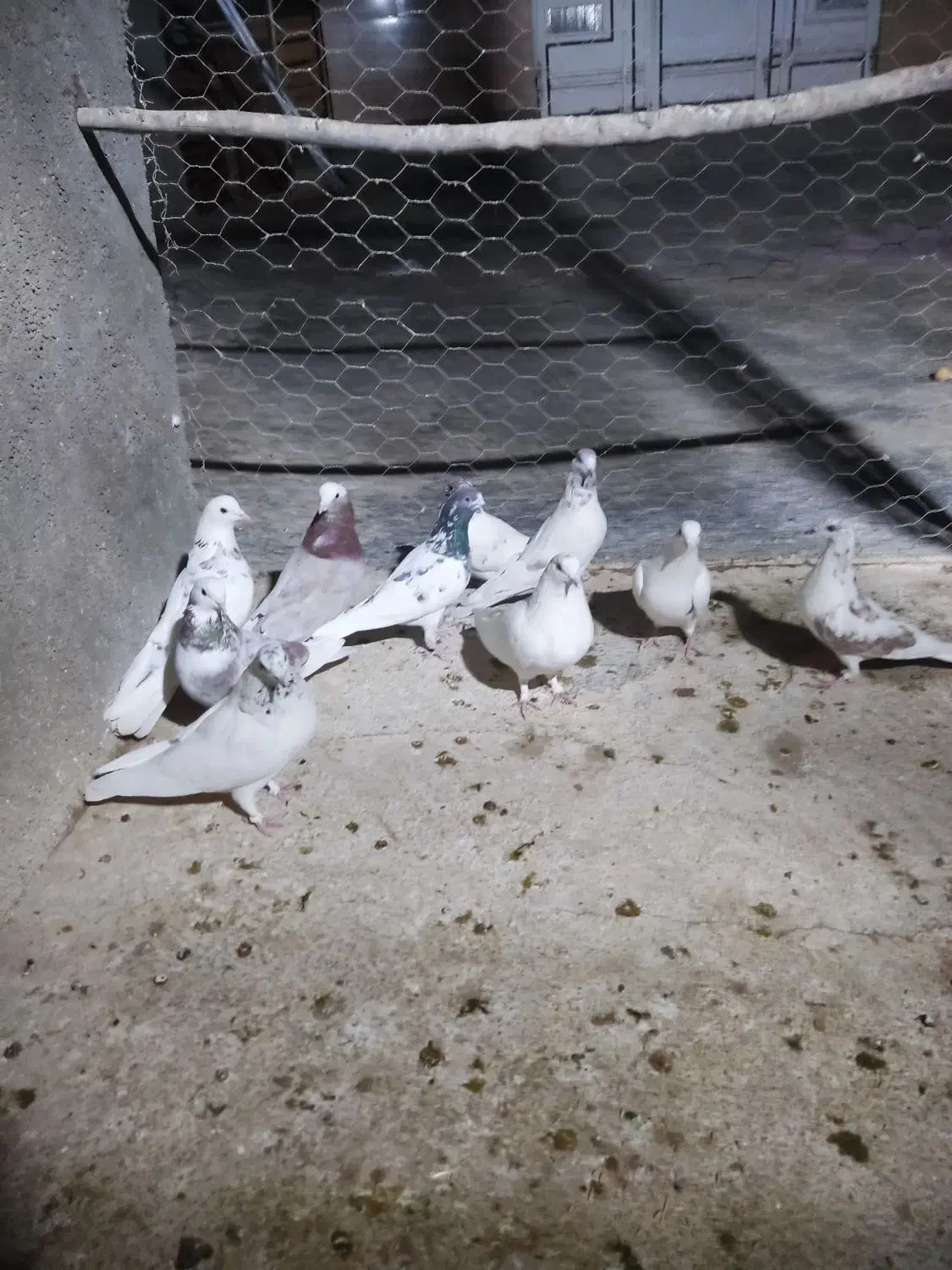 کفترپرشتی|پرنده|ملایر, |دیوار