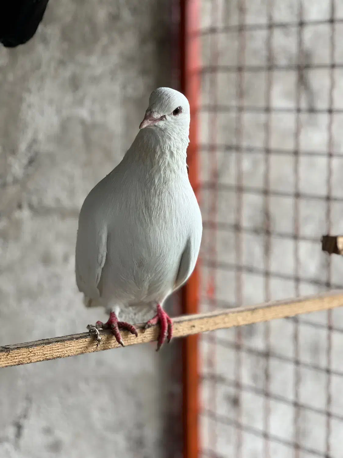 یک جفت کبوتر|پرنده|رشت, لاکان شهر|دیوار