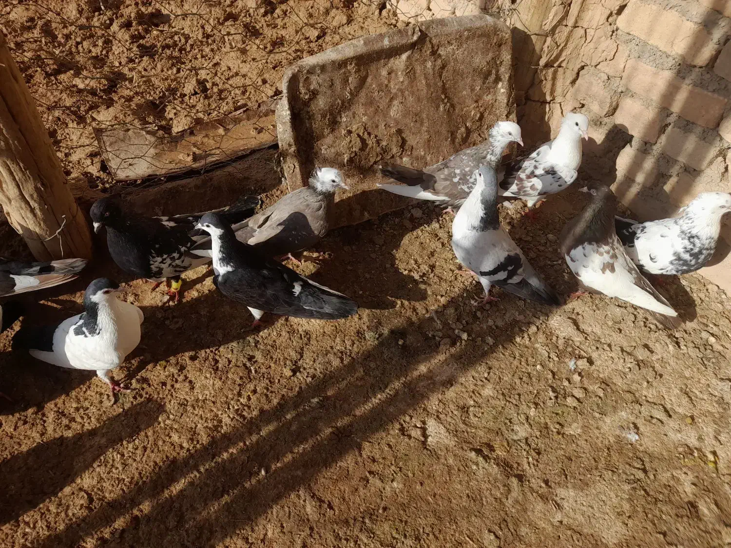 کفتر|پرنده|اسفراین, |دیوار