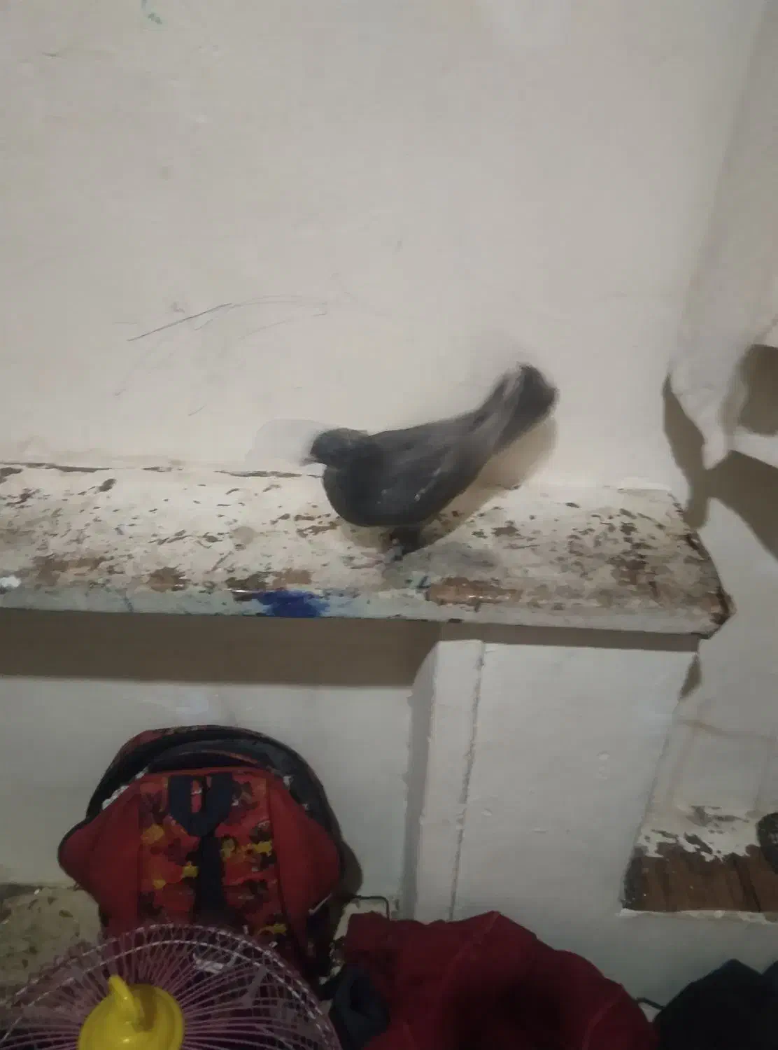 کفتر|پرنده|شیراز, شیشهگری|دیوار