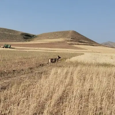 سگ گله|سگ|ممقان, |دیوار