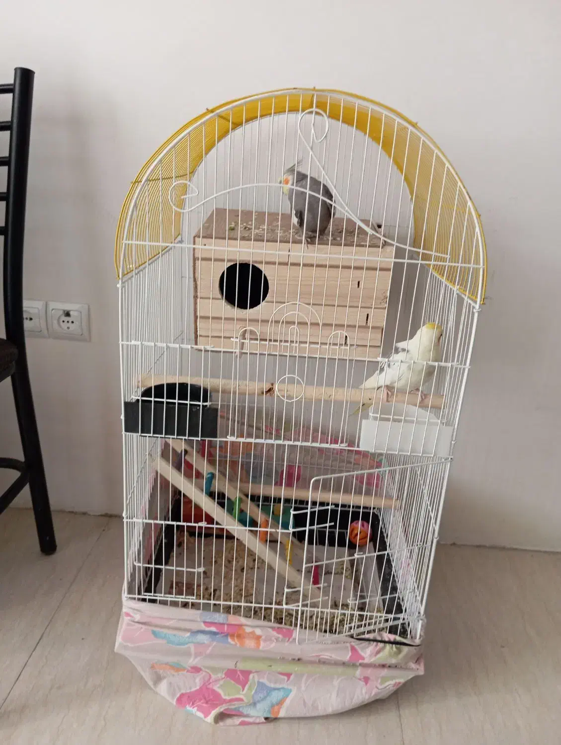 یک جفت عروس هلندی نر و ماده سالم با وسایل|پرنده|کهریزک, |دیوار