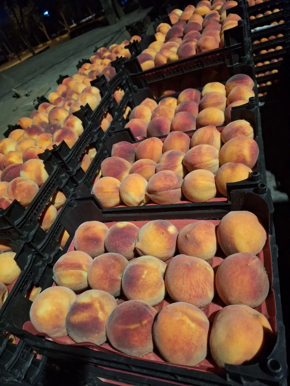 فروشکیلویی و تنی هلو|عمده‌فروشی|اصفهان, سرشبادران|دیوار