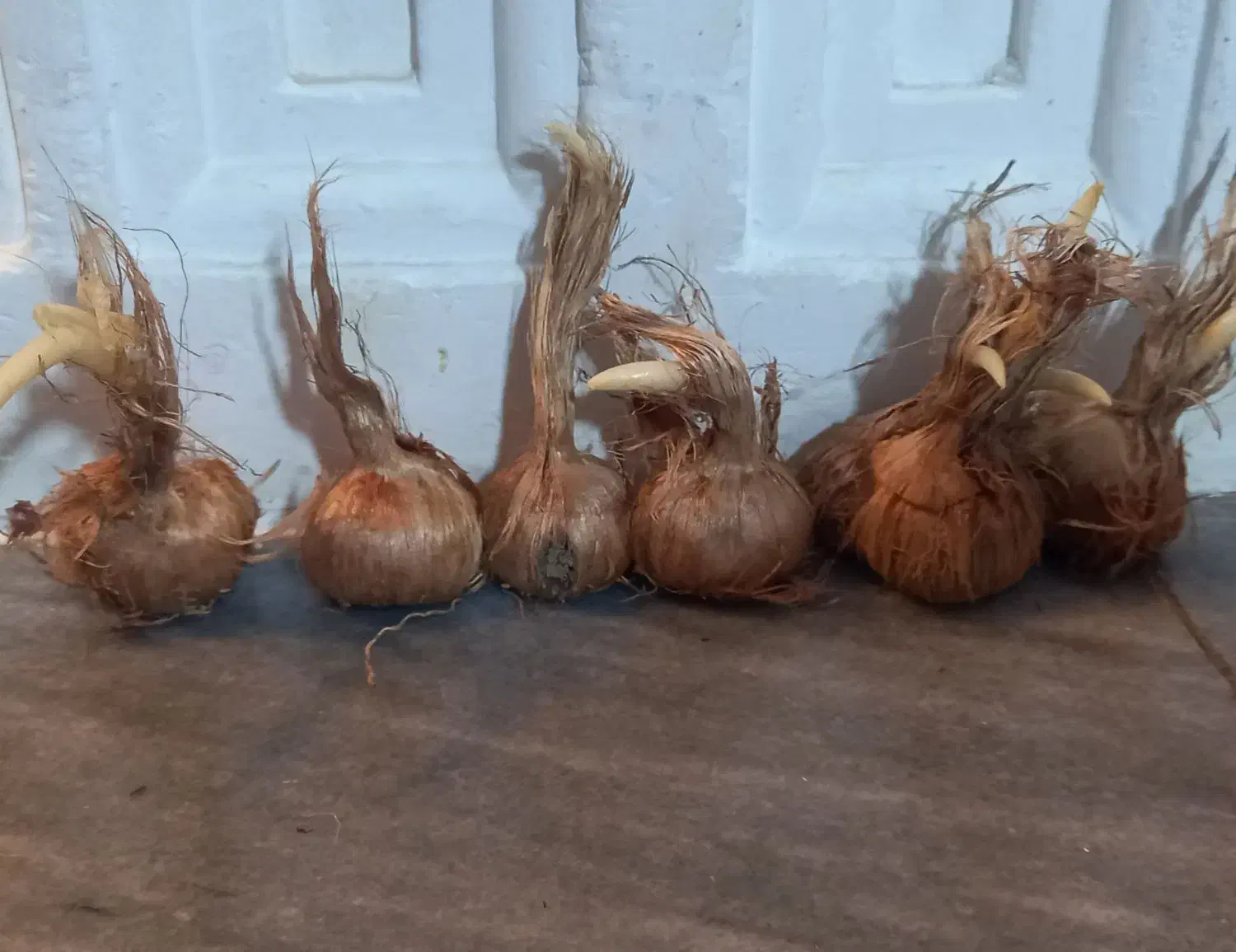 پیازچه تمیز زعفران|گل و گیاه طبیعی|کنگاور, |دیوار