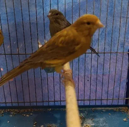 قناری های مست|پرنده|ملایر, |دیوار