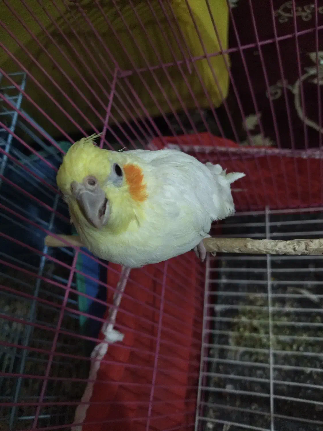 یک عدد عروس هلندی ماده سفید رنگ|پرنده|دامغان, |دیوار