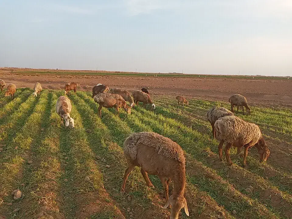 22راس میش جوان 6تازاییده بقیه اوسته جفت 60میلیون|حیوانات مزرعه|تربت جام, میان جام|دیوار