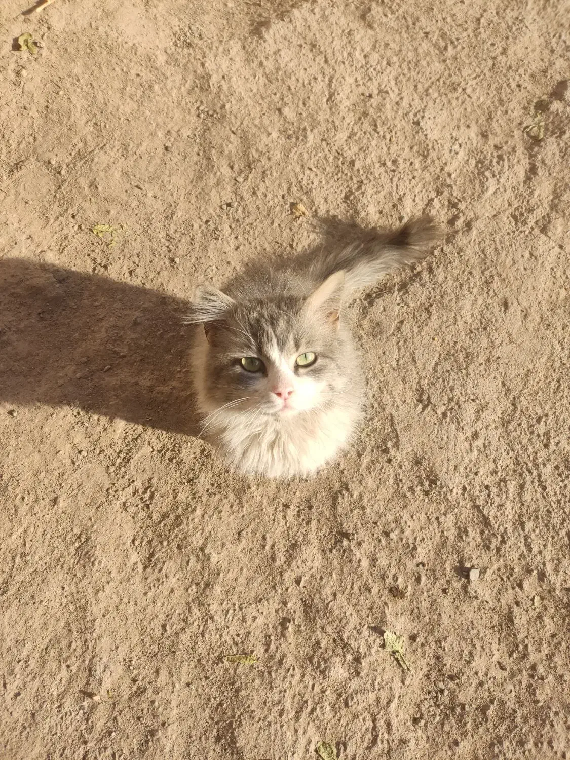 گربه|گربه|کرمان, |دیوار