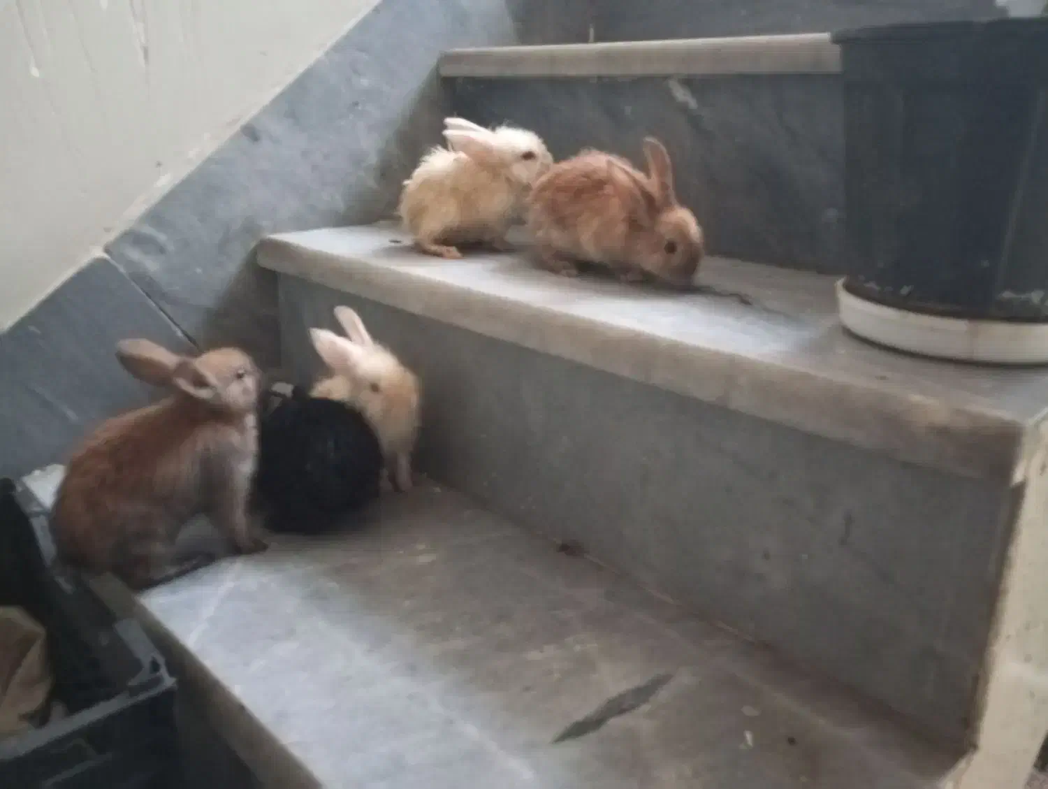 خرگوش|موش و خرگوش|شیراز, شاپورجان|دیوار